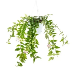 Hoya Bella suspension Ø14xH50 cm