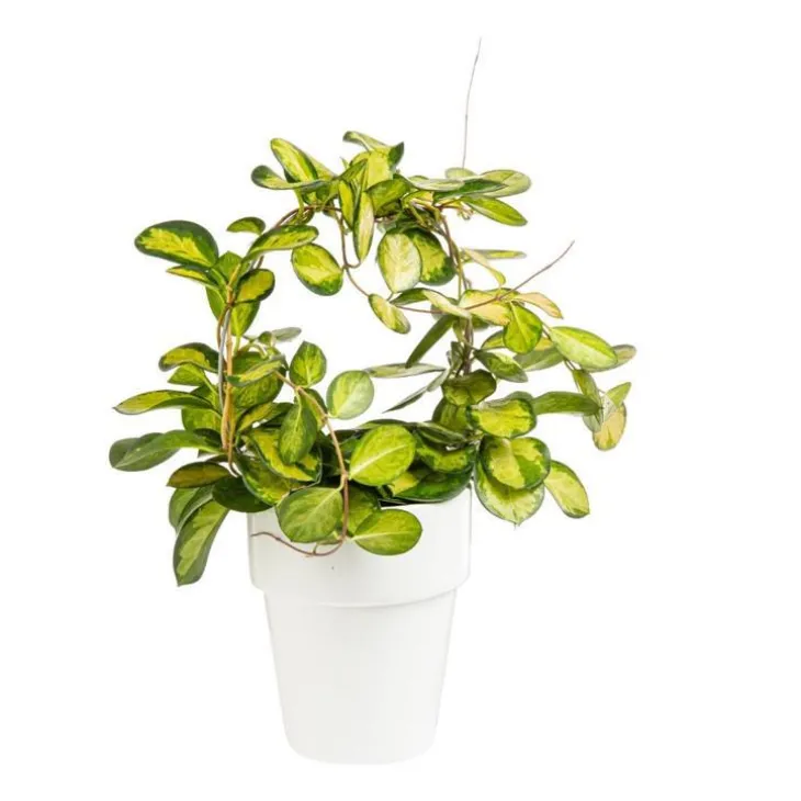 Hoya Tricolor avec arceau (12 cm) pot Ø18xH45 cm
