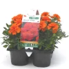 Œillet d'Inde orange - Le pack de 6 plants