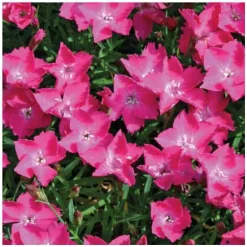 Œillet Kahori rose - Le pot de 9 x 9 cm