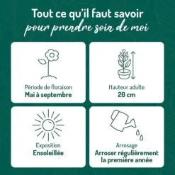 Œillet Kahori rose - Le pot de 9 x 9 cm