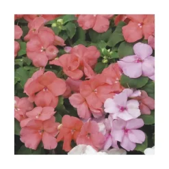 Impatiens - Le pack de 6 plants