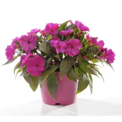 Impatiens de Nouvelle Guinée. Le pot de Ø 17 cm