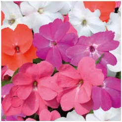 Impatiens de Nouvelle Guinée. Le pot de Ø 17 cm