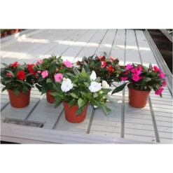 Impatiens Nouvelle Guinée - Ø 17 cm