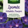 Ipomée Volubilis Pourpre Vilmorin - graines à semer