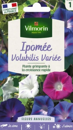 Ipomée Volubilis Variée Vilmorin - graines à semer