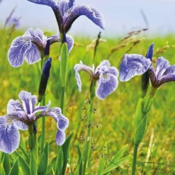 Iris de l’Alaska godet 9x9 cm