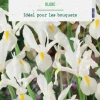 Iris hollande coloris blanc botanic® - 15 bulbes