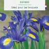 Iris hollandica blue magic botanic® - 25 bulbes