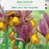 Iris hollandica bronze perfection botanic® - 25 bulbes