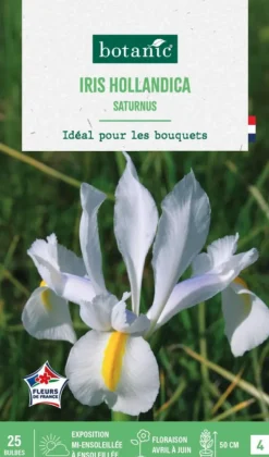 Iris hollandica saturnus en mélange botanic® - 25 bulbes