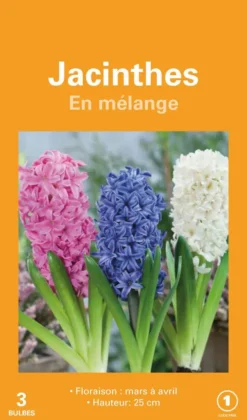 Jacinthe botanic® - 3 bulbes
