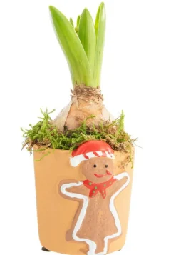 Jacinthe composition hiver pot pain d’épices rond - Ø 7 cm