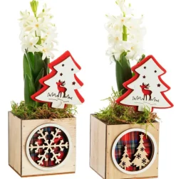 Jacinthe composition hiver pot bois carré – Ø 8 cm