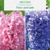 Jacinthe en duo botanic® - 4 bulbes