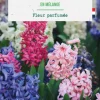 Jacinthe en mélange botanic® - 5 bulbes