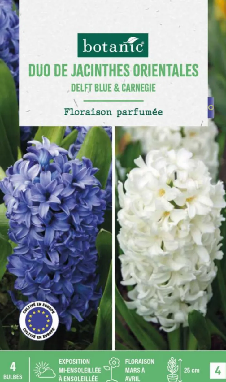 Jacinthe en mélange coloris bleu et blanc botanic® - 4 bulbes
