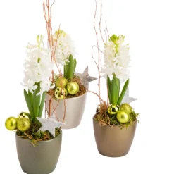 Jacinthe en pot céramique