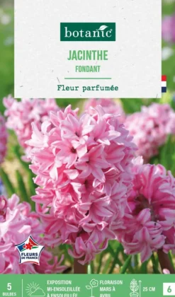 Jacinthe fondant botanic® - 5 bulbes