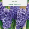 Jacinthe intérieur blue star botanic® - 2 bulbes