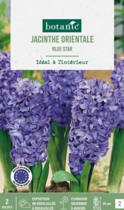 Jacinthe intérieur blue star botanic® - 2 bulbes