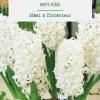 Jacinthe intérieur white pearl botanic® - 2 bulbes
