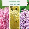 Jacinthe trio botanic® - 3 bulbes