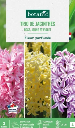 Jacinthe trio botanic® - 3 bulbes