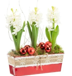 Jacinthe x 3 jardinette zinc rouge ruban textile - 22 cm