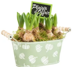 Jacinthe x 5 jardinette zinc décor courges - Ø 20 cm