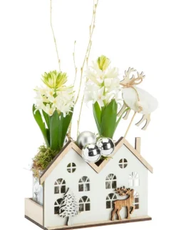 Jacinthe x 2 maisonnette blanche -16 x 9 cm