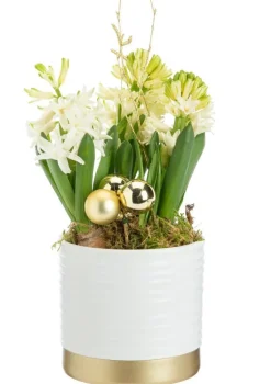 Jacinthe x 3 pot blanc et or - Ø 12 cm