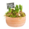 Jacinthe x 5 pot en terre lignes blanches - Ø 17 cm
