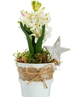 Jacinthe x 1 pot zinc blanc textile - Ø 8 cm