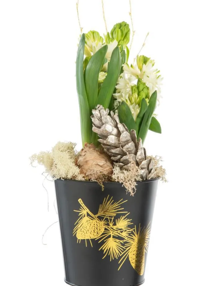 Jacinthe x 3 pot zinc noir - Ø 13 cm