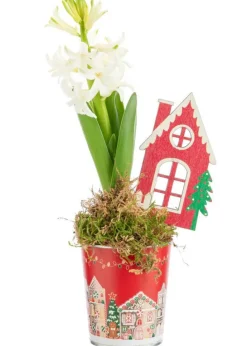 Jacinthe x 1 pot zinc rouge décor village - Ø 8 cm