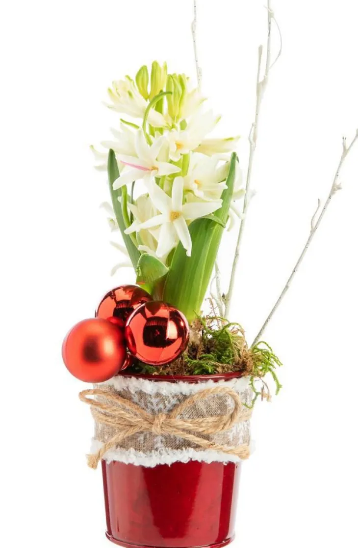 Jacinthe x 1 pot zinc rouge ruban textile - Ø 8 cm