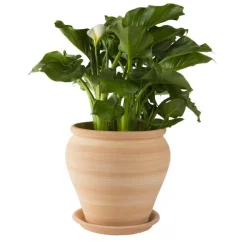 Jarre en terre cuite claire - D38 x H40