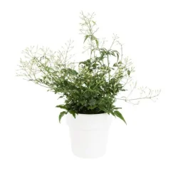 Jasmin blanc d’hiver (JASMINUM POLYANTHUM) ø12 X H30 cm