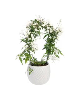 Jasmin en arceau avec un cache-pot en céramique coloris blanc - Ø 12 cm