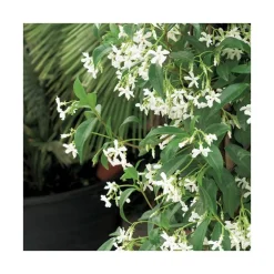 Jasmin étoilé 90/100 cm. Le pot de 3 litres, échelle