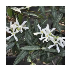 Jasmin étoiléSPERMUM WILSONII. Le pot de 3 litres