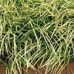 Jonc japonais panaché godet 9x9 cm