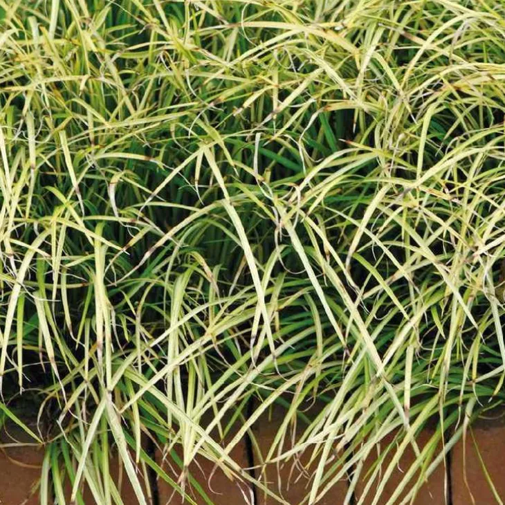 Jonc japonais panaché godet 9x9 cm