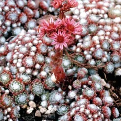 Joubarbe Arachnoideum - Le pot de 9 x 9 cm