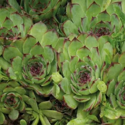 Joubarbe Calcareum - Le pot de 9 x 9 cm