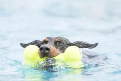 Jouet pour chien Airdog Dumbbell Kong coloris jaune - Taille L