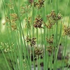 Juncus inflexus glaucus pot de 3 litres