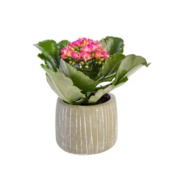 Kalanchoé baby avec cache-pot Ø 6 cm